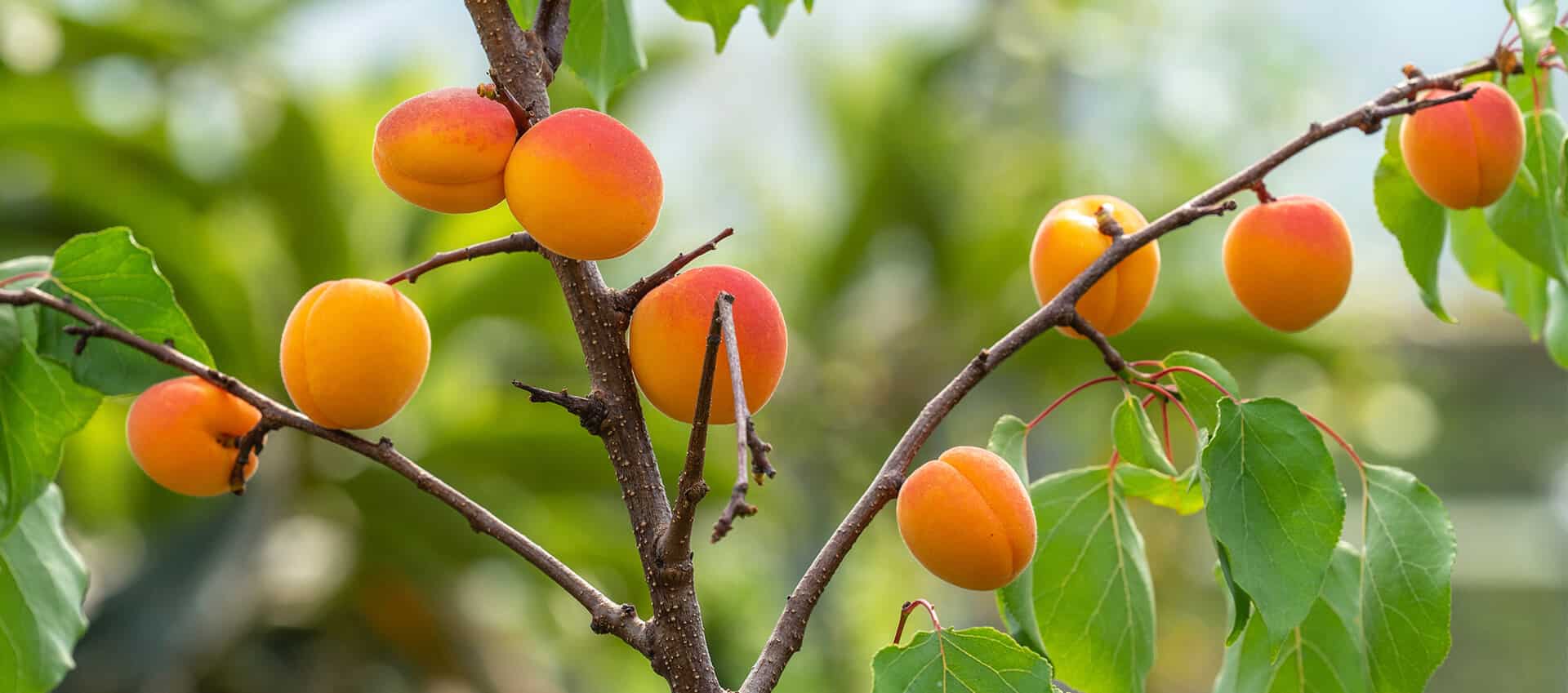 apricots