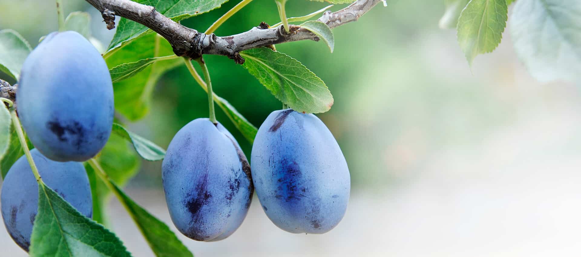 plums