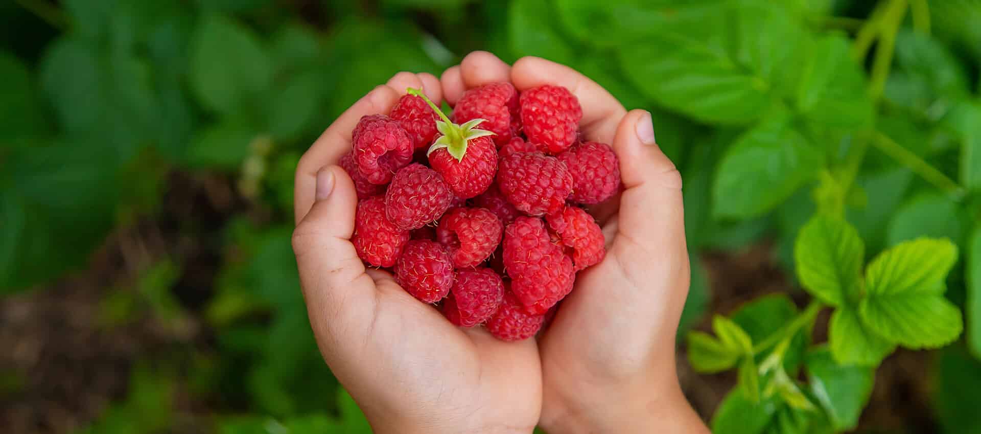 raspberries