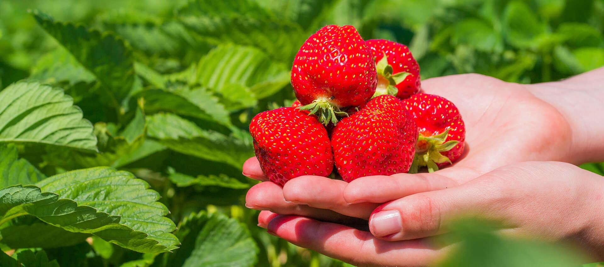 strawberries